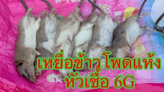 ดักหนูท้องขาวข้าวโพด+6G ซำ้รอบ3หมานไหมไปลุ้นกัน