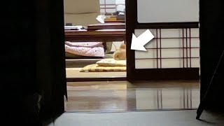 親離れした愛犬と、子離れできない飼い主…