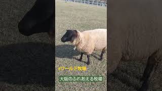 ワールド牧場の羊さん(鳴き声の後に追っかけで真似してます)