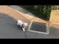 【マルチーズ】犬の散歩