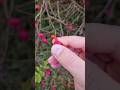 How to eat Rose Hip #asmr