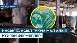 НАСЫЯГА АСЫЛ ТУКУМ МАЛ АЛЫП КҮЙГӨН ФЕРМЕРЛЕР