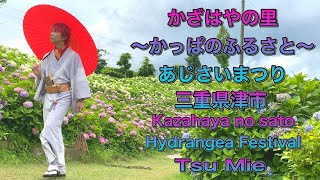 かざはやの里 あじさいまつり 伊勢温泉ゴルフクラブ 三重県津市を巡る旅1 kazahayanosato Hydrangea Festival from tu mie. Vol.1