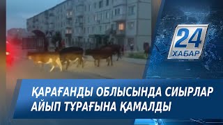 Қарағанды облысында сиырлар айыптұраққа қамалды