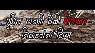 shrihari ghumare |  एप्रिल  छाटणी वेळी शेणखत निवडताना टीप्स