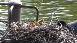 coots double brood