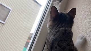 ハエを見てる猫