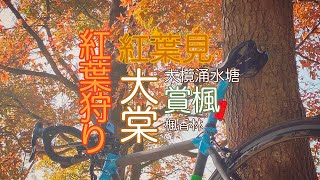 紅葉見のライド｜大棠｜楓香林｜青公｜大欖｜大欖涌水塘｜麥理浩徑｜大棠山道｜牛潭尾｜落馬洲｜唔行新單車徑都可以番屋企｜GoPro｜Colnago