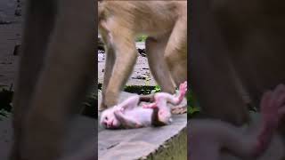 omg.! Newborn Baby Monkey [Leo's Story] #monkey #babymonkey #monkeylove #cute #cutebaby