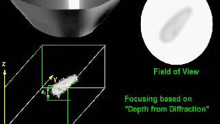 Three-dimensional tracking of a motile microorganism