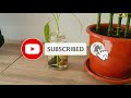 how to propagate lucky bamboo