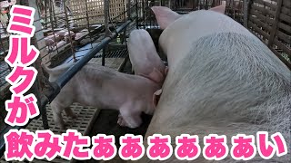 【叫ぶ叫ぶ】叫んで飲んでカメラに興味津々