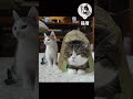 酷爱盒子的maru 猫咪 喵星人 猫咪的迷惑行为 萌宠 cat animals pets funny cute