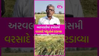 #SHORTS | Aravalli માં કમોસમી વરસાદે ખેડૂતોને રડાવ્યા | Gujarat Tak