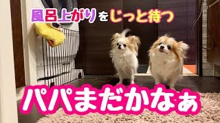 飼い主の風呂上りをずっと待ち続ける健気すぎる犬【チワワ】