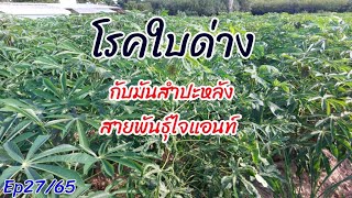 โรคใบด่างกับมันสําปะหลังไจแอนท์ควรถอนทิ้งดีไหม