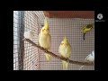 Akshat Exotic Birds