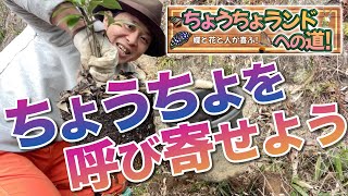 バタフライガーデンに、珍しいチョウを呼ぶための植栽作業！ちょうちょランドに向けて