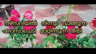 ഇനി ആരും നഴ്സറിയിൽ നിന്ന് വാങ്ങുന്ന റോസാ വേരുപിടിച്ചില്ല എന്ന് പറയില്ല