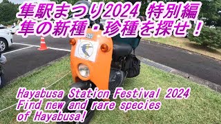 隼駅まつり2024 隼の新種・珍種を探せ！　Hayabusa Station Festival 2024 Find for new and rare species of Hayabusa