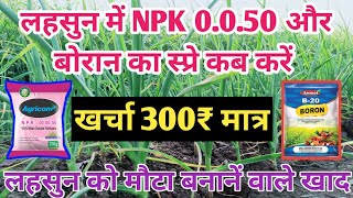 लहसुन में NPK 0.0.50 और बोरान का स्प्रे कब करें || lahsun me potash kab dale || lahsun ki kheti