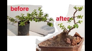 make Jade bonsai by wiring \u0026 prunning step by step for beginners