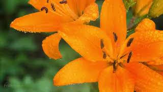 Orange lily o --Traditional Orange Song