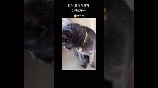 좀전에 먹고 방금 전에 먹고 또 먹고시포~~  #고양이  #고양이일상 #귀염둥이 #러시안블루 #funny #cutecat #간식