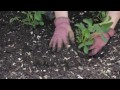 how to plant early glow strawberries grow guru