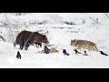 Fight: Grizzly Bear and Wolf Encounter - Documentary Full Length