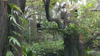 20170624 姐姐弟弟與爸爸一起逛台北動物園30犀鳥