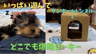 #8【子犬のヨークシャーテリア】ひなた君　手作りダンボールトンネルで大興奮！そして即寝（笑）