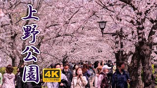 上野公園の千本桜 ソメイヨシノ【桜2021🌸】江戸から続く桜の名所 上野公園 千本桜 4K HDR