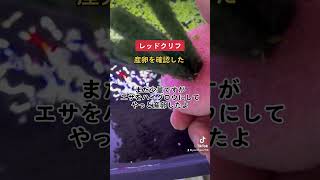 めだか先生　あの超高級メダカの産卵が始まりましたよ