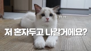 고양이가 혼자 집에 있을 때 어떤 행동을 할까?ㅣ고양이 분리불안ㅣ집사오열