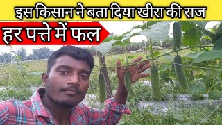 Khera 🥒ke kheti//खीरा का खेती //Coumber farming //How to farming Coumber//VNR Krish F1 hybrid