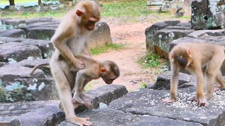 Monkey Sina tries to hug Jovi stands up two legs and enjoys playing with brother Brandy