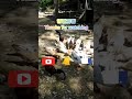 小型农场 mini farm 跑地鸡，鸭和鹅喂食时间，好好玩 free range native chicken muscovy ducks and goose eating s time.