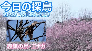 今日の探鳥 2022年3月13日撮影