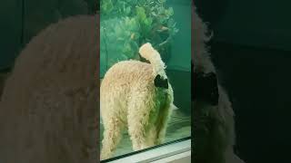 Crazy animal poop 💩 #funnyshorts #funny #funnyanimal #animals #foryou #dog