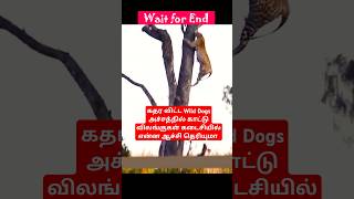 கதர விட்ட Wild Dogs  அச்சத்தில் காட்டு விலங்குகள் கடைசியில் என்ன ஆச்சி  #facts  #wildlife #animals