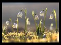 Frederic Chopin - Spring Waltz