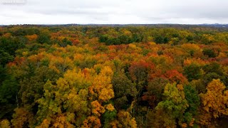 Birds Singing - Relaxing Bird Sounds, Bird Song, Soothing Nature Forest Sounds