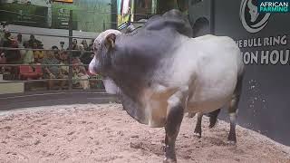 Boran stud bull ‘par excellence’ sold