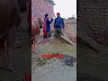 ਚਾਈਨਾ ਵਾਲੇ punjabiduetsong funny punjabcomedy dhillonhunipb13 panjabicomedy