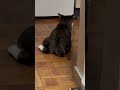 猫ケツ ブン太　 猫のいる暮らし 猫 猫動画 鍵しっぽ cat cats