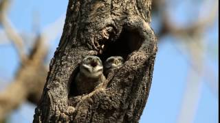 Spotted owlets calling...