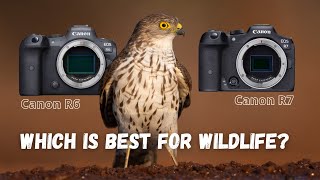 Canon R6 vs R7 | Which one is best for wildlife and nature photography?