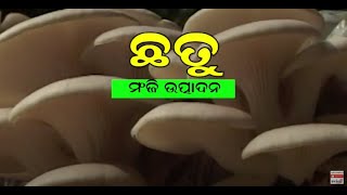 02 - | ଛତୁ ମଞ୍ଜି ଉତ୍ପାଦନ |