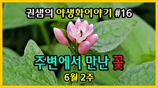 권샘의 야생화 이야기 #16 [주변에서 만난 꽃]